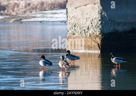 wild ducks in winter on a good day ice Stock Photo