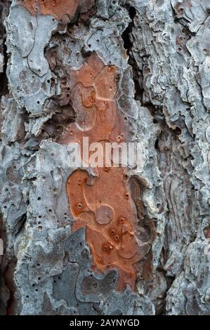 Close-up of bark of Ponderosa pine tree (Pinus ponderosa ) near Pullman in the Palouse, Eastern Washington State, USA. Stock Photo