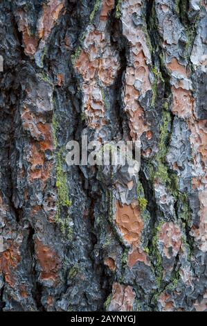 Close-up of bark of Ponderosa pine tree (Pinus ponderosa ) near Pullman in the Palouse, Eastern Washington State, USA. Stock Photo