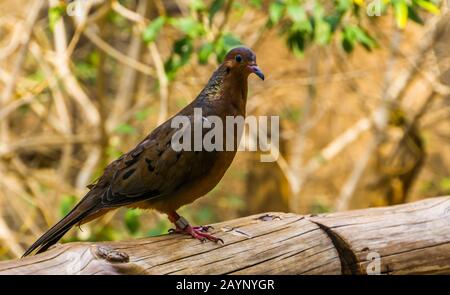 portrait of a socorro dove, Extinct in the wild, tropical pigeon that used to live on socorro island, Mexico Stock Photo