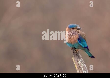 Indian roller or blue jay staring at the visitors during jungle safari at kabini, nagarhole tiger reserve Stock Photo