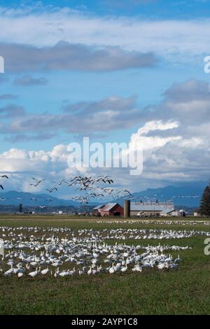 Snow geese (Chen caerulescens) feeding on plants and flying over a field in the Skagit Valley near Mount Vernon, Washington State, USA with a farm in Stock Photo