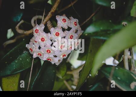 Hoya vines flower, stunning climbing indoor plant for a spring time theme home decoration Stock Photo