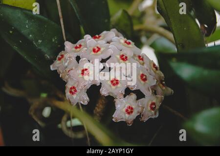 Hoya vines flower, stunning climbing indoor plant for a spring time theme home decoration Stock Photo