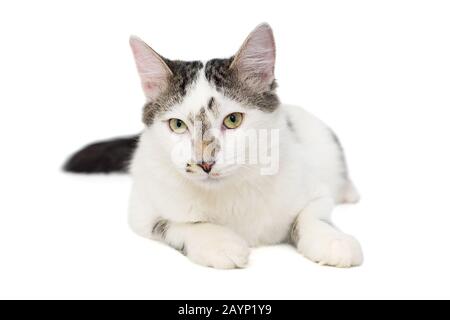 Cat is white with spots isolated on a white background Stock Photo
