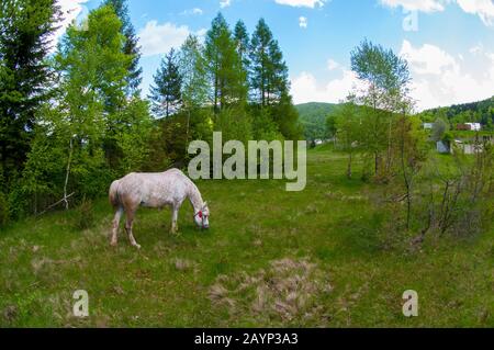 white horses in the mountains in summer Stock Photo