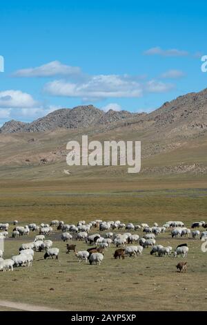 Landscape with a herd of goats and sheep Stock Photo - Alamy
