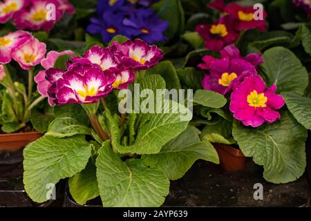 Primrose primrose blossom, Red burgundy maroon cultivated primrose flowering bush. Natural fresh Primula primrose flower in a pot with leaves Stock Photo