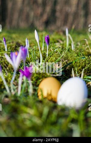 Easter eggs on green, mossy forest floor with first purple crocuses in the spring Easter. the first rays of sunshine in the year Stock Photo