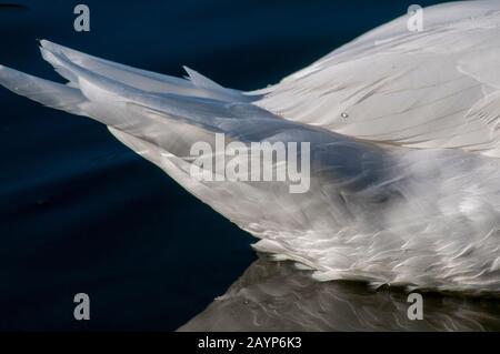 The layered wispy white feathers of a Mute Swan close up Stock Photo