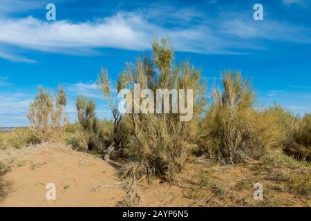Saxaul trees (Haloxylon ammodendron) (sometimes called sacsaoul or saksaul) at the Hongoryn Els sand dunes in the Gobi Desert in southern Mongolia. Stock Photo