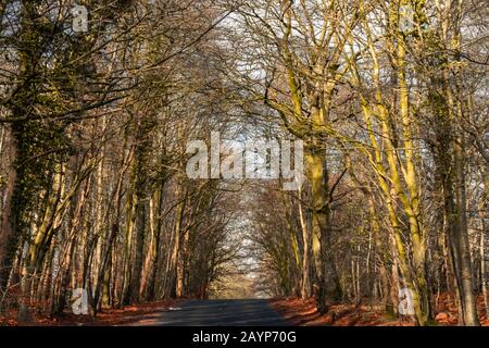 Dundonald, Scotland, UK. 16th February, 2020. UK Weather: High winds through the forest road during Storm Dennis. Credit: Skully/Alamy Live News Stock Photo
