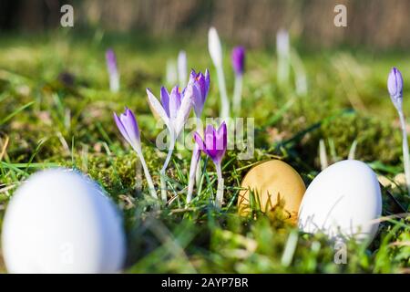 Easter eggs on green, mossy forest floor with first purple crocuses in the spring Easter. the first rays of sunshine in the year Stock Photo