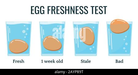 Eggs floating in transparent glass of water isolated on white background. Stock Vector