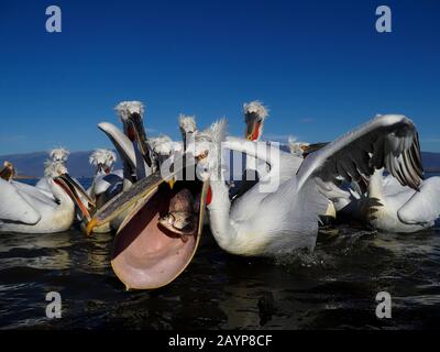 Dalmatian pelican, Pelecanus crispus, group of birds, Greece, February 2020 Stock Photo