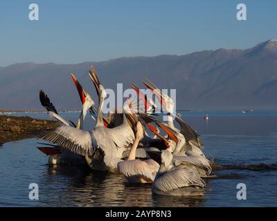 Dalmatian pelican, Pelecanus crispus, group of birds, Greece, February 2020 Stock Photo