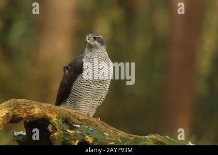 Northern Goshawk - Hawk - on the lookout with alertness in the forest III Stock Photo