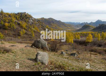 View from the Ariyabal Meditation temple of the valley with Dahurian larch (Larix gmelinii) trees in Gorkhi Terelj National Park which is 60 km from U Stock Photo