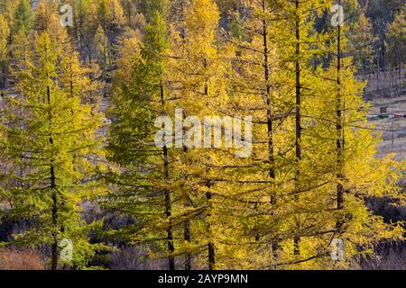 Dahurian larch (Larix gmelinii) trees in the fall in Gorkhi Terelj National Park which is 60 km from Ulaanbaatar, Mongolia. Stock Photo