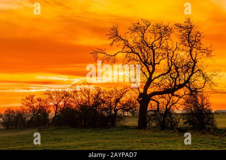 Tree in Front of Sunrise, Meppershall, Bedfordshire, UK Stock Photo