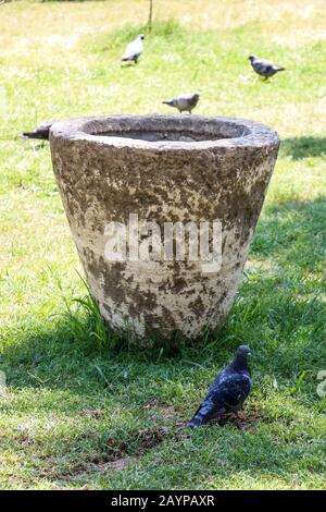 Lonely bird lives in the natural environment Stock Photo