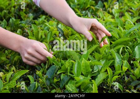 Tea harvesting, close up, hands picking leaves Stock Photo