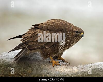 Common buzzard perched Stock Photo