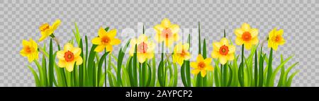 Isolated Easter blossom banner with daffodils Stock Vector