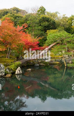 Trees in fall colors reflecting in the Sogen Pond (created by Muso Sosekiis), which is one of the highlights at the Tenryu-ji Temple (UNESCO World Her Stock Photo