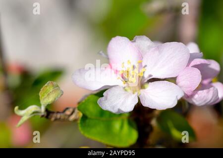 close-up of an Apple blossom Stock Photo