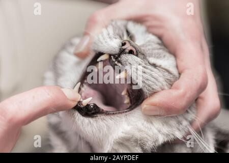 Vet examines a  grey cat. Dental check-up in the veterinary practice Stock Photo