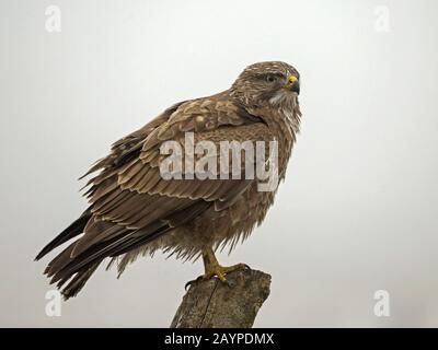 Common buzzard perched Stock Photo