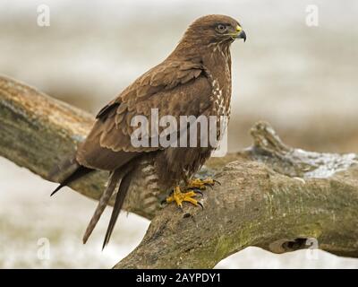 Common buzzard perched Stock Photo