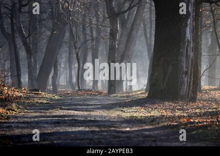 Path in a misty old forest, trees with long shadows in sunlight, picturesque view. Nature in early spring, cold weather and fog Stock Photo