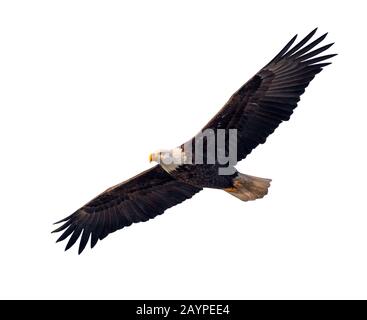 Bald eagle (Haliaeetus leucocephalus) adult flying, isolated on white background. Stock Photo