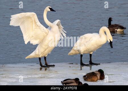 A pair of trumpeter swans (Cygnus buccinator) on ice of a freezing lake, Iowa, USA.