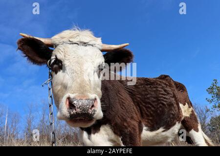 Young bull portrait on blue sky background. White-brown goby grazing on a pasture in the forest, head close up Stock Photo