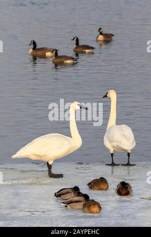 A pair of trumpeter swans (Cygnus buccinator) on ice of a freezing lake, Iowa, USA.