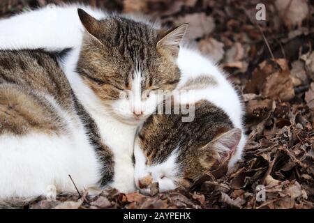Two cats sleeping on the fallen leaves clinging to each other. Cute animals warm each other in cold weather on the street Stock Photo
