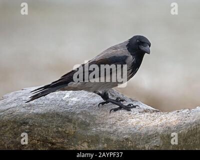 Hooded crow perched Stock Photo