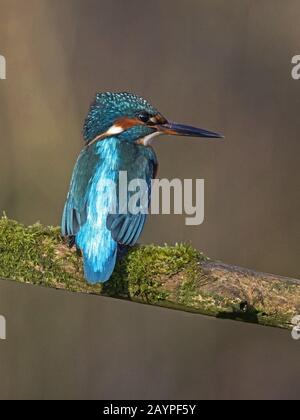 Male common kingfisher perched