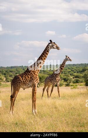 Two masai giraffes (Giraffa c. tippelskirchi) in the savanna of Tarangire National Park, Tanzania. Green vegetation and blue sky in the background. Stock Photo