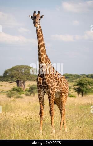 Single giraffe (Giraffa c. tippelskirchi) standing on grass in the savanna of Tarangire National Park. In the background there is a baobab tree. Stock Photo