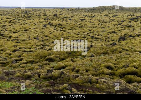A lava field is covered with Woolly Fringe-moss (Racomitrium lanuginosum) in southern Iceland. Stock Photo