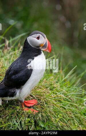 An Atlantic puffin (Fratercula arctica), also known as the common puffin, is sitting in the grass near its nesting burrow at the seabird colony near B Stock Photo