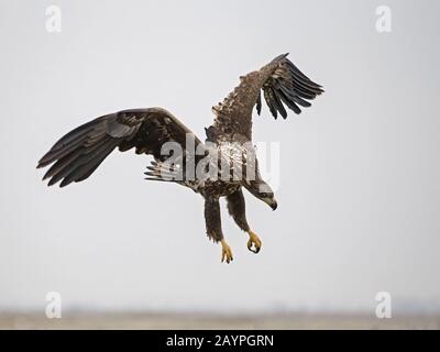 White-tailed eagle landing Stock Photo