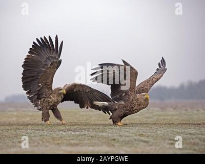 White-tailed eagle chasing off eagle Stock Photo