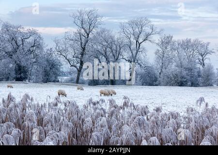 Winter scene with hoar frost covered reeds in the foreground and sheep grazing in a snowy farm field beyond, Leicestershire, UK Stock Photo