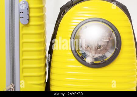 Cat in backpack carrier next to yellow suitcase ready to travel isolated on white Stock Photo