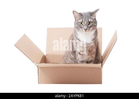 Funny cat sitting in cardboard isolated on white Stock Photo